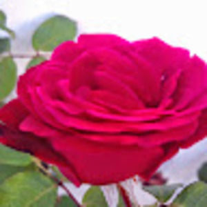 Meet your Posher, Sheril